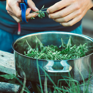 Harvesting and Preserving Herbs for Year-Round Flavor