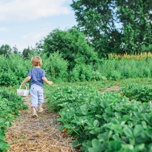 A child walking in a vegetable field.