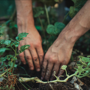 Image of hands digging in the soil surrounded by plants