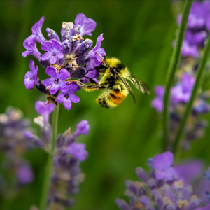 A bee pollinating a flower