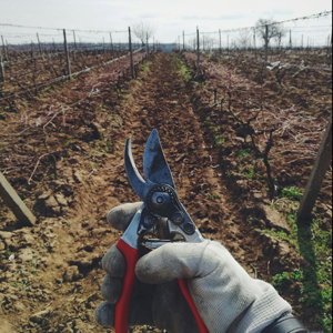 Picture of a hand holding a garden scissor, getting ready to prune trees.