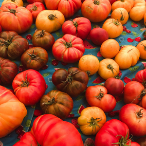 Picture of different kinds of tomatoes